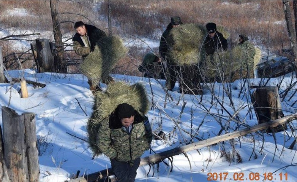 Халиун буга, бор гөрөөсөнд "хоол"-ыг нь бэлтгэж өгөв