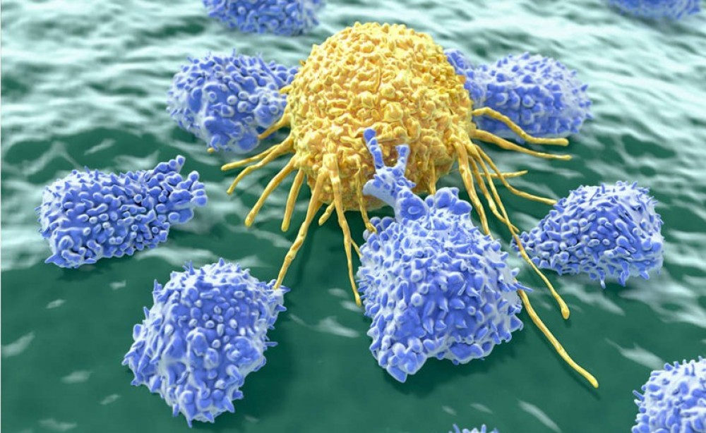 Хорт хавдрын эсрэг “Вакцин”-ыг хүн дээр туршихад бэлэн болжээ