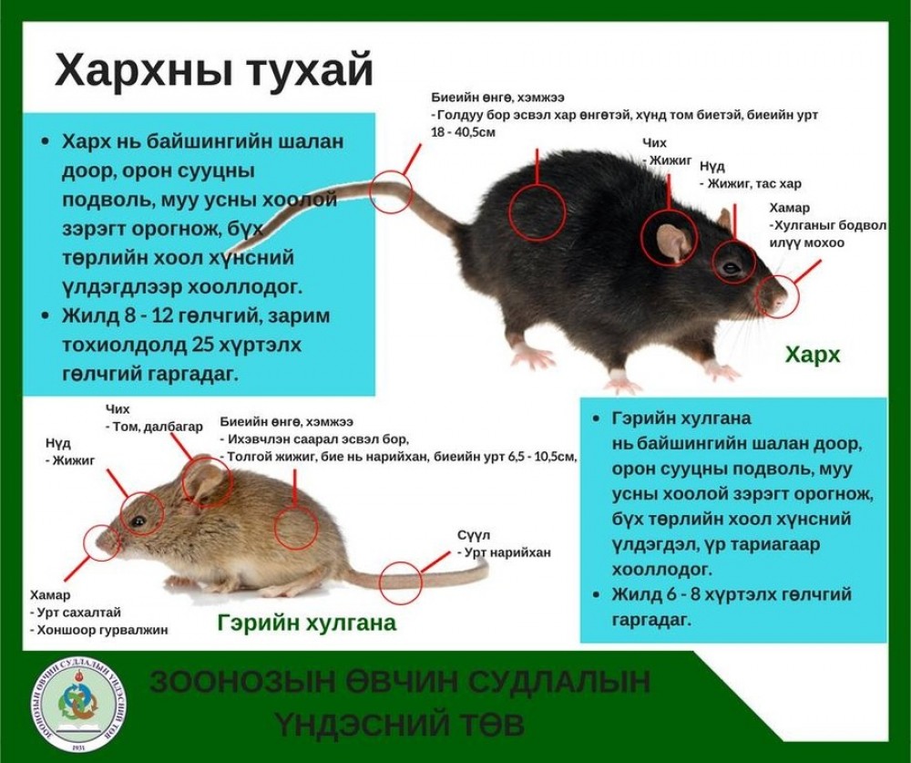 Үхсэн болон амьд хархтай таарвал мэргэжлийн байгууллагад мэдээлэхийг зөвлөв