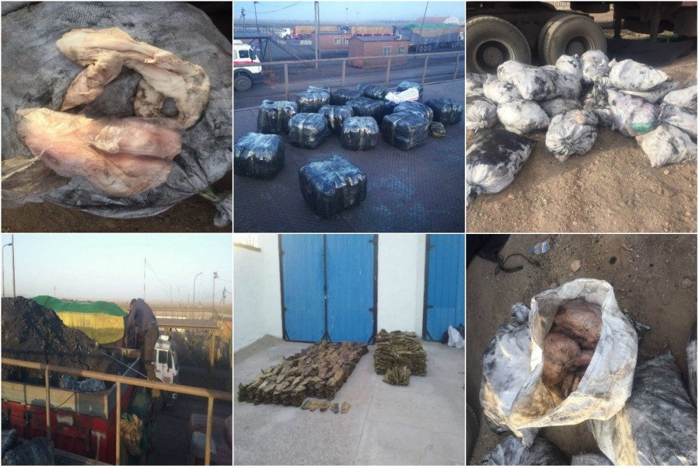 Олон тооны тарваганы арьс, тэмээний тавхайг нүүрсэн дор нуусан байжээ